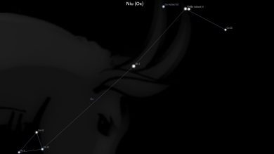 Asterism Niu – Ox