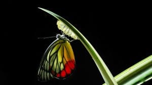 New Moon 30 September 2016 Emergence – Astrology King