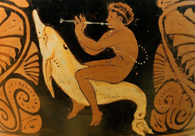 Delphinus