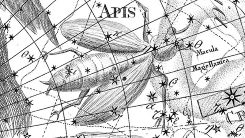 Musca Constellation [Bode]