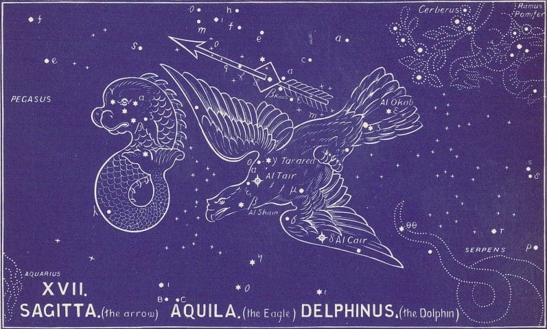 Delphinus, Bullinger